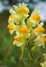 Frauenflachs Edertal FKB